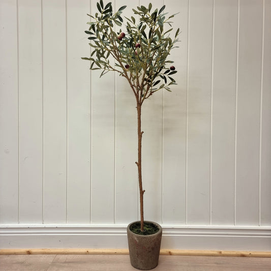 Small Olive Tree