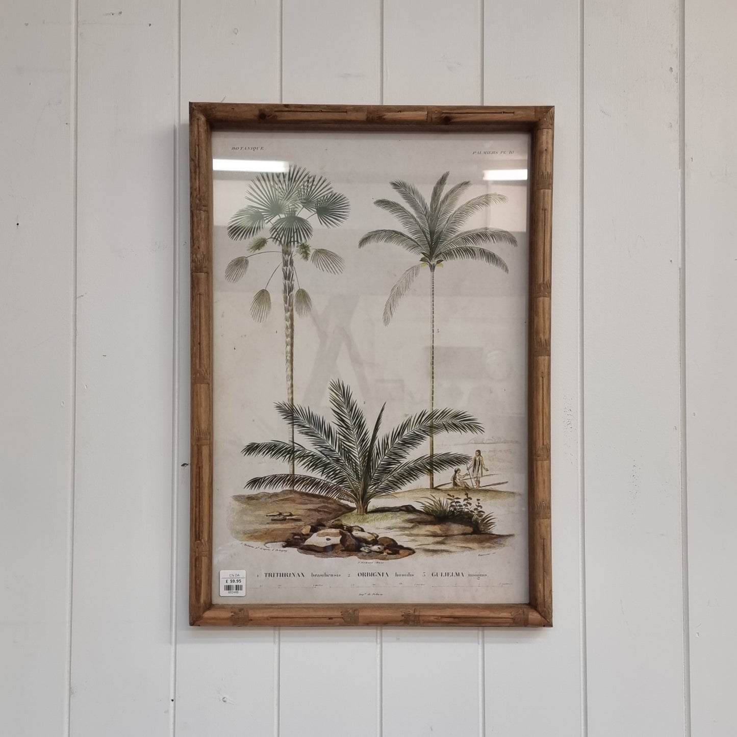 Palm Tree Picture (Palmers 10)