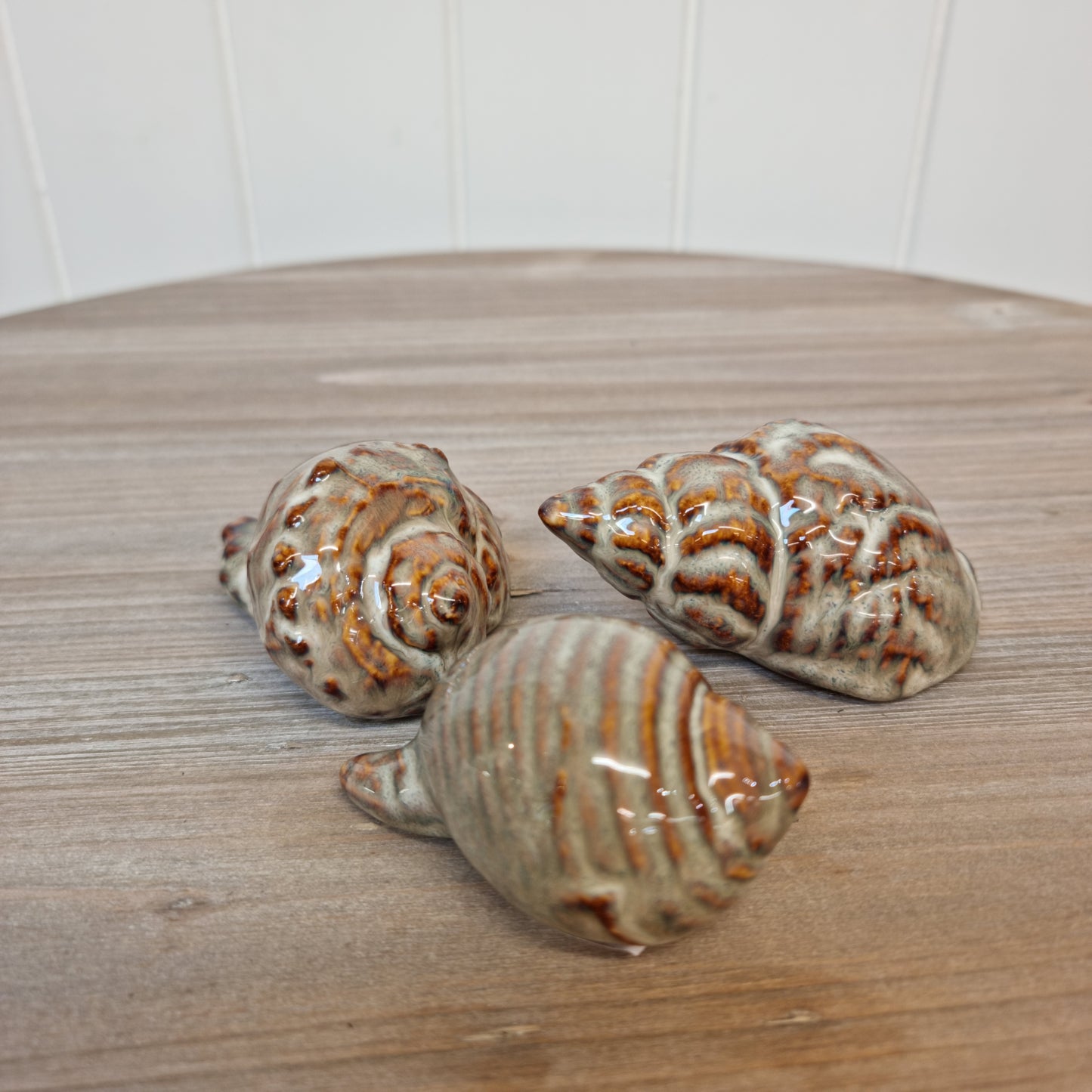 Seashells (Set of 3)