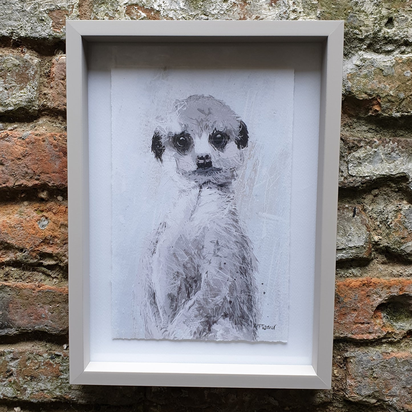 Meerkat (Single)