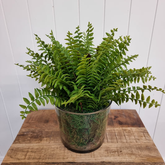 Boston Fern in Glass