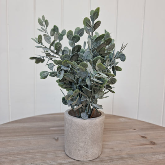 Eucalyptus Plant in Stone Effect Pot