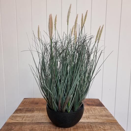 Fountain Grass Plant in Pot