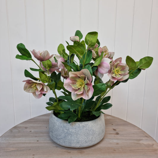 Variegated Pink Hellebore Plant in Grey Pot