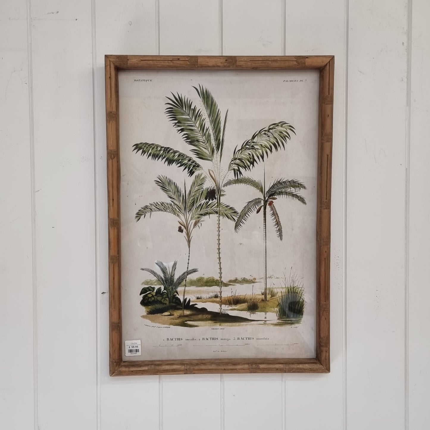 Palm Tree Picture (Palmers 7)