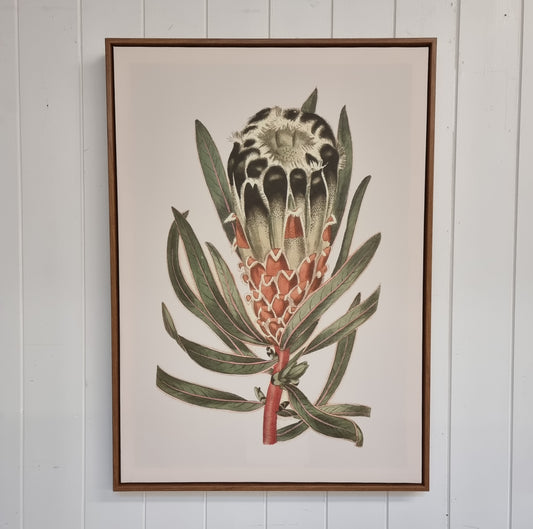 Protea Picture (1)