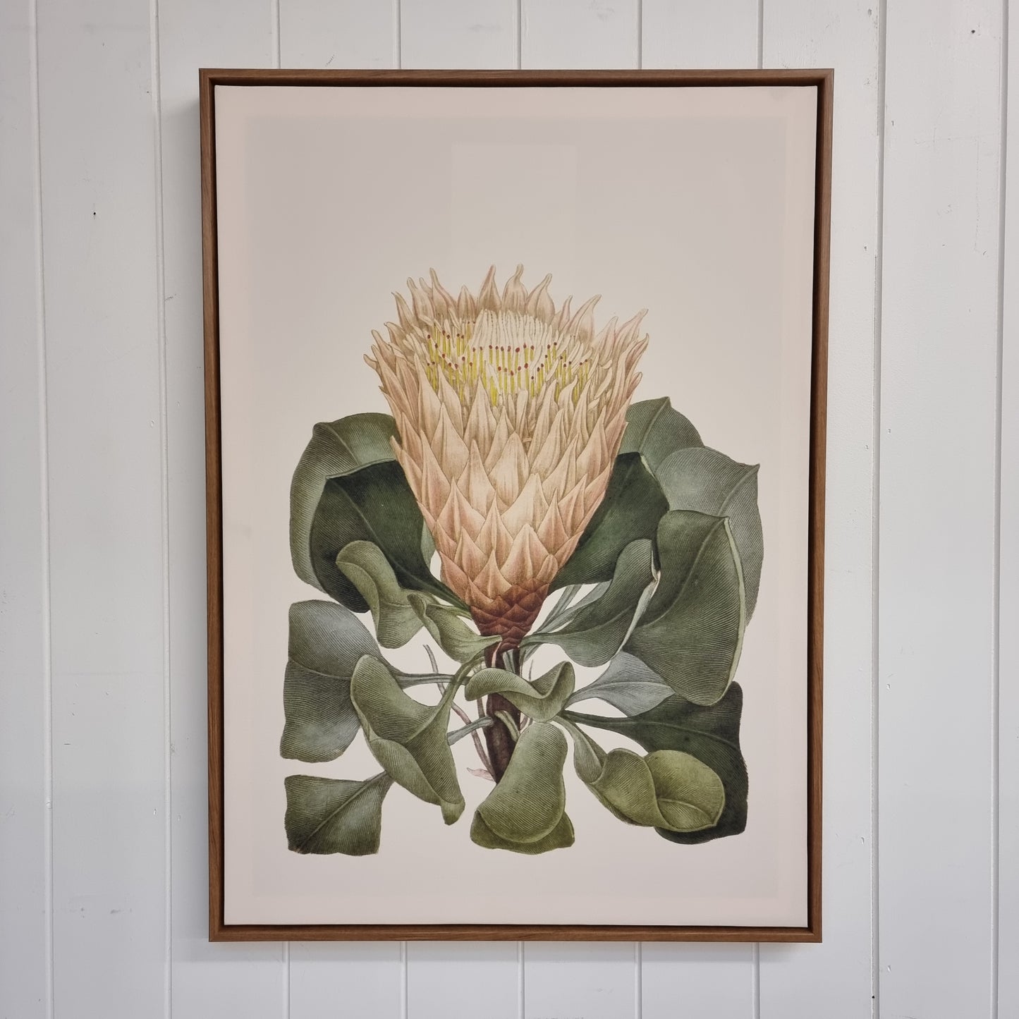 Protea Picture (2)