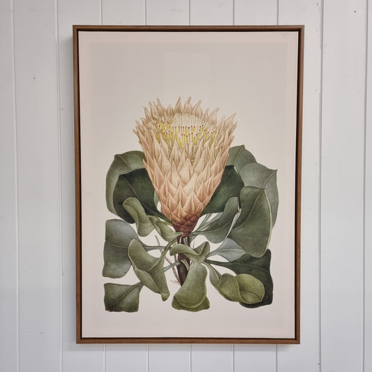 Protea Picture (2)