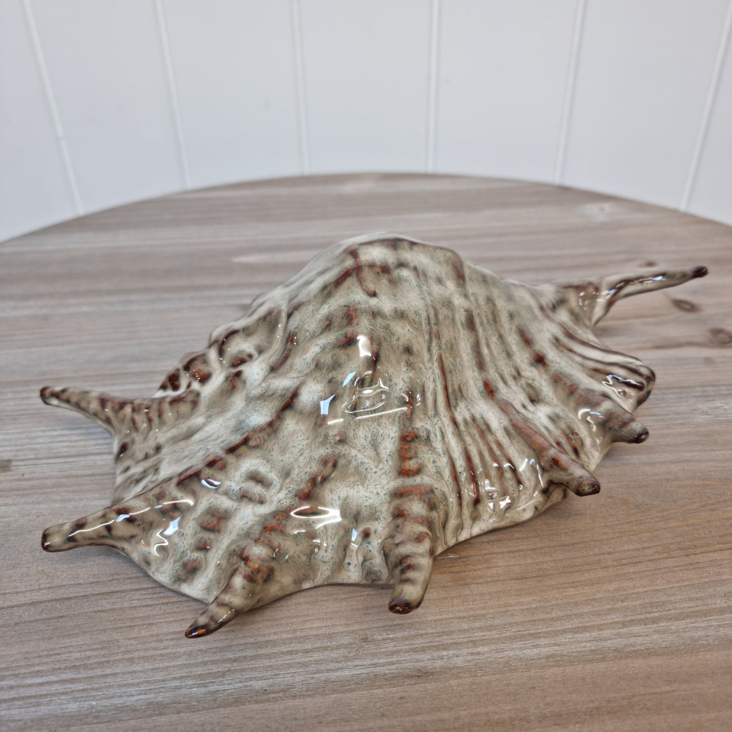 Spider Conch Shell