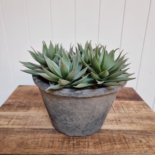 Succulent in Pot