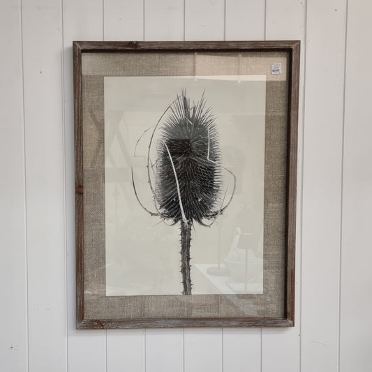 Teasel Print