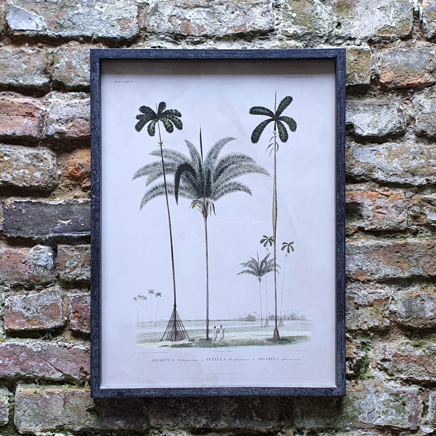 Botanic Print