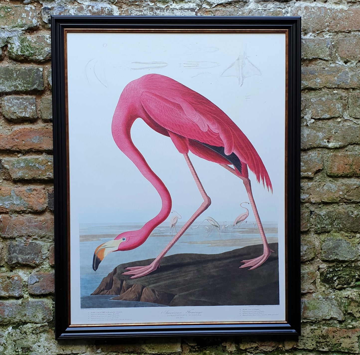 American Flamingo