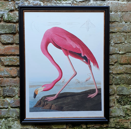 American Flamingo