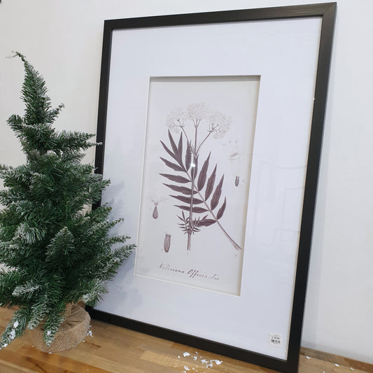 Botanical Picture